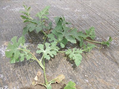 1回目のつる整理
